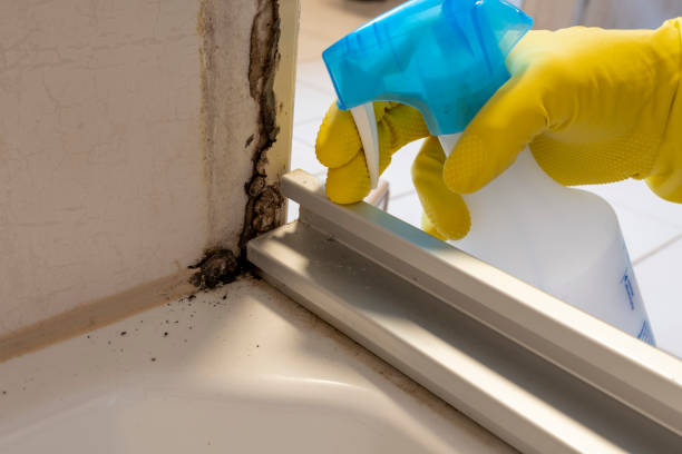 Best Mold Damage Repair  in St Peters, MO