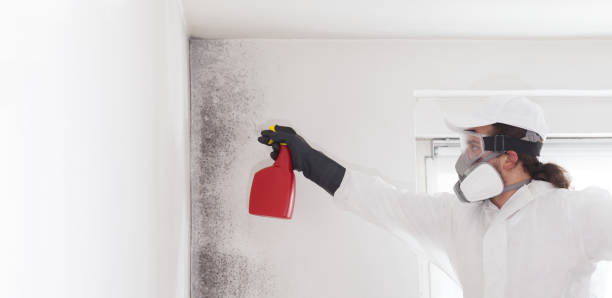 Trusted St Peters, MO Mold Removal Experts